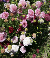 Dynamic Mix (Scabiosa)