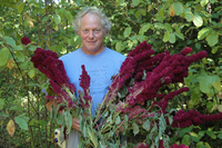 Elephant Head (Amaranth)