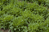 Elf Ears Oak (Lettuce)