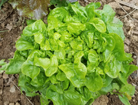 Emerald Oak (Lettuce)