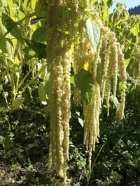 Emerald Tassels (Amaranth)