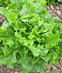Endivish (Lettuce)