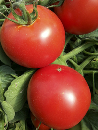 Estate (Tomato)