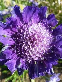 Fama Blue (Scabiosa)
