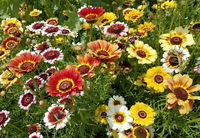 Fancy Pants Daisy Mix (Chrysanthemum)