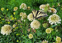 Fata Morgana (Scabiosa)