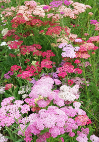 Favorite Berries (Achillea)