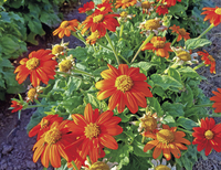 Fiesta del Sol (Tithonia/Mexican Sunflower)