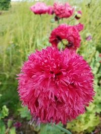 Fine Petal Pink Peony (Poppy)