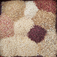 Fingerhead GP (Quinoa)