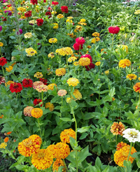 Fireball Mix (Zinnia)