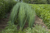 Flagpole (Scallion)