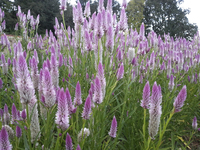 Flamingo Feather (Celosia)