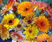 Flashback Mix (Calendula)