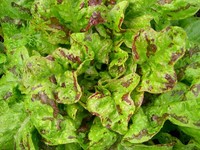 Flashy Butter Oak (Lettuce)