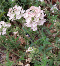 Florist Peach Verbena