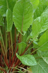 Garden Sorrel (Sorrel)