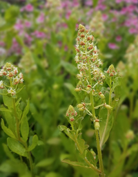 Garden Mignonette (Reseda/Mignonette)