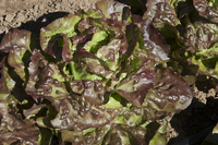 Garnet Butter Gem (Lettuce)