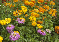 Giant Cactus Mix (Zinnia)