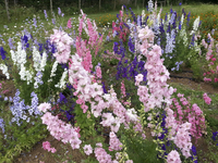 Giant Imperial Master Blend (Larkspur)