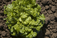 Gildenstern (Lettuce)