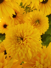 Gloriosa Double Daisy (Rudbeckia/Black-Eyed Susan)