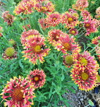 Gold Star Ruby Tubes Gaillardia/Blanket Flower
