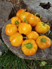 Golden Apple (Peppers)