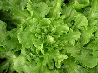 Golden Giant (Endive & Escarole)