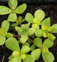 Golden (Purslane)