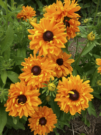 Goldilocks (Rudbekia)