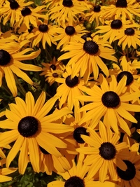 Goldsturm (Rudbekia/Black-Eyed Susan)