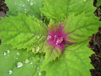Magentaspreen (Giant Goosefoot)