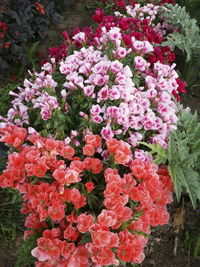 Grace Mix (Godetia/Clarkia)