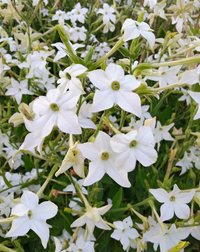 Grandiflora (Nicotiana)