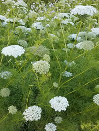 Green Mist (Ammi)