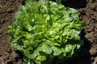 Green Oakheart (Lettuce)