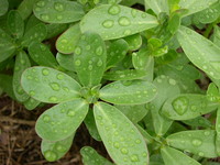 Tall Green (Purslane)