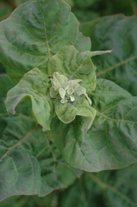 Green Velvet (Orach)