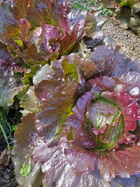 Head Cardinal (Lettuce)