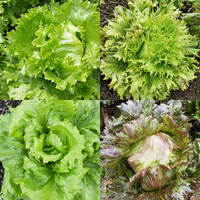 Headhunter Mix (Lettuce)