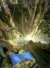 Hearts Aflame (Lettuce)