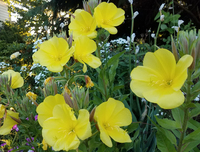 Hooker\'s Evening Primrose (Oenothera)