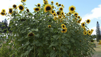 Hopi Black Dye Sunflower