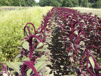 Hopi Red Dye (Amaranth)