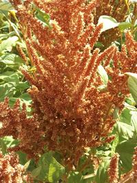 Hot Biscuits (Amaranth)