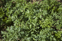 Hungarian Landrace (Parsley)