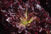 InfraRouge Leaf Lettuce