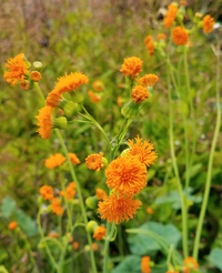 Irish Poet (Emilia/Tassel Flower)